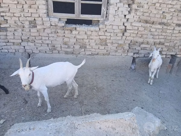 Ziege, Saanen goat