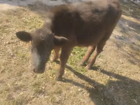 公牛, Swiss cattle — 照片 7