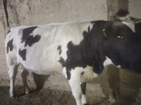 بقرة, Russian Black pied cattle — الصورة 6