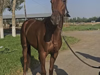 Mare, Thoroughbred horse — photo 1
