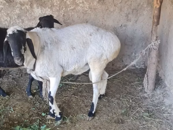 كبش, الأغنام — أوزبكستان
