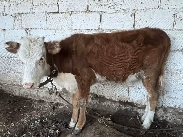 सांड, कजाख़स्तानी सफेद सिर वाली गाय