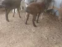 Goat, Goats — photo 3
