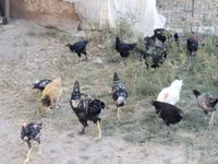 Chickens — 1-rasm