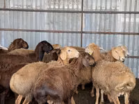 Widder, Arashan sheep — Foto 8