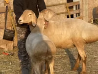 Qoʻy, Edilbay sheep — 3-rasm