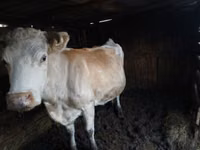 Vaca, Simmental cattle — foto 2