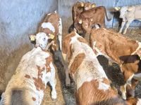 公牛, Cattle — 照片 4