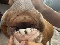 母牛, Cattle — 照片 3