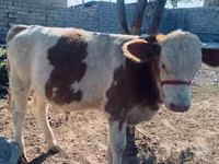 Bulle, Simmental cattle — Foto 1