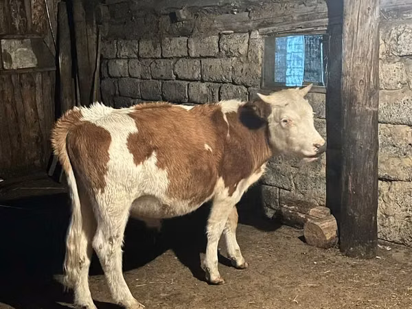 公牛, Simmental cattle — 哈萨克斯坦