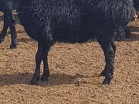 نعجة, Edilbay sheep — الصورة 1