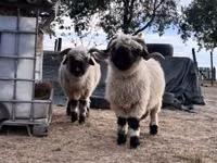 Qoʻy, Valais Blacknose sheep — 1-rasm