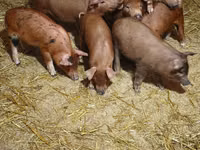Schweine (Partie, Geschlecht nicht angegeben) — Foto 3