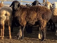 Schaf, Edilbay sheep — Foto 3