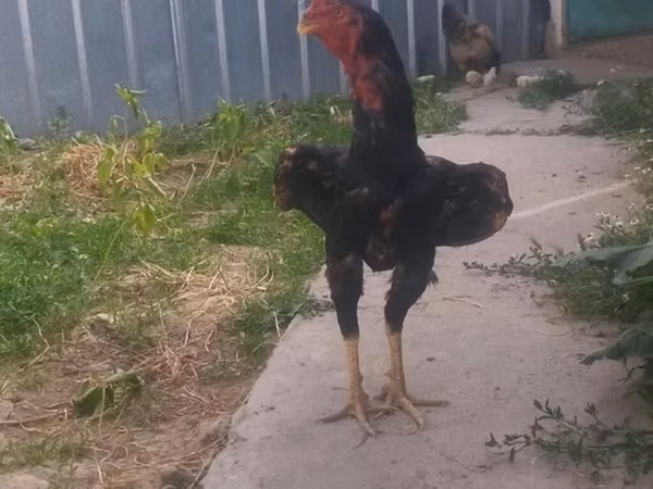 Chickens — Kirgisistan