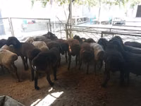 Carnero, Ovejas — foto 4