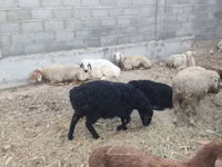 Schaf, Tian-Shan semifinewool sheep — Foto 5