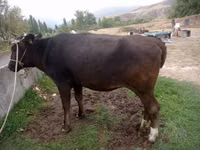 母牛, Alatau breed — 照片 1