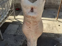 نعجة, Yecheng sheep — الصورة 4