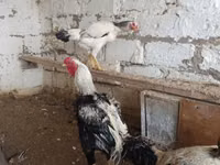 Chickens — Foto 2