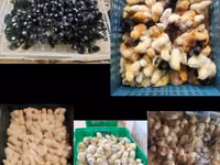 Rhode Island Rot — Foto 2