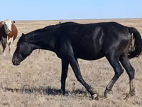 Stute, Kazakh horse — Foto 1