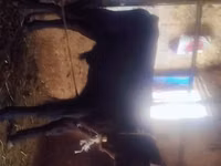 Bovinos (lote, sexo no especificado), Swiss cattle — foto 1