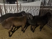 كبش, Rhon sheep — الصورة 1