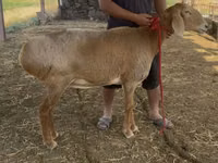Schaf, Arashan sheep — Foto 2