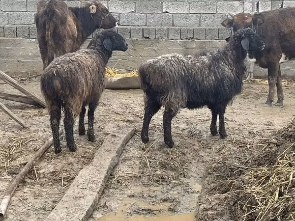 Schafe (Partie, Geschlecht nicht angegeben), Schafe — Usbekistan