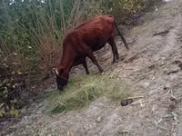 公牛, Cattle — 照片 1