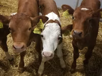 ІҚМ (топ, жынысы көрсетілмеген), Simmental cattle — 2-сурет