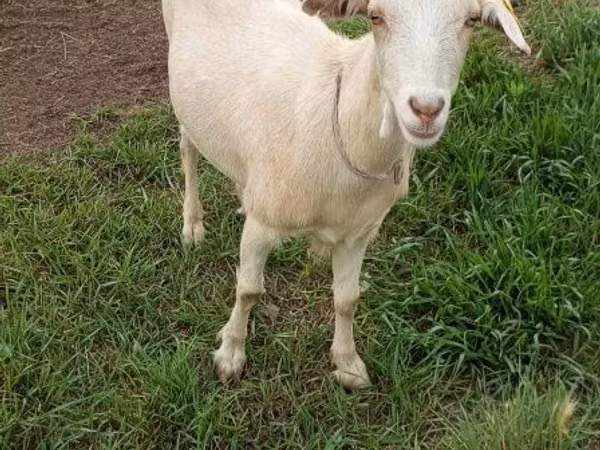 Ziege, Saanen goat — Kasachstan