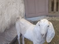Ziegenbock, Beetal goats — Foto 1