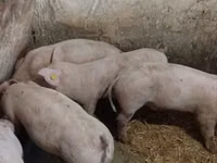 公猪, Pigs — 照片 3