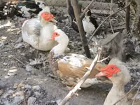 Hausente — Foto 2