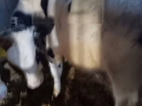 Bulle, Russian Black pied cattle