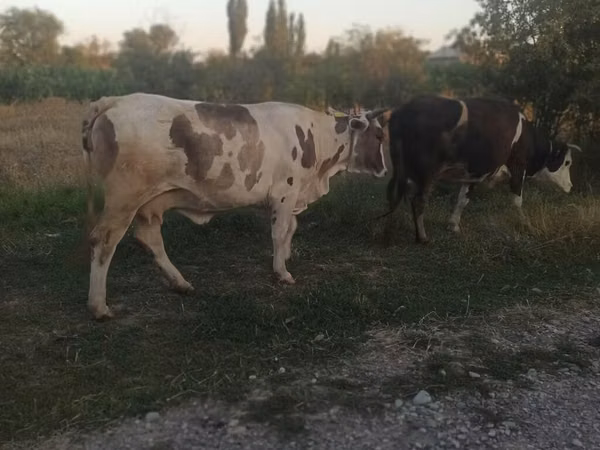 Уй, Сиырлар