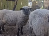 Қошқар, Shroshire sheep — 2-сурет