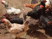Chickens — 6-rasm