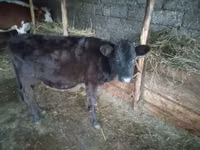 गाय, मवेशी — फ़ोटो 2