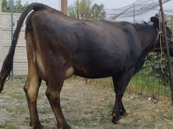 Kuh, Simmental cattle
