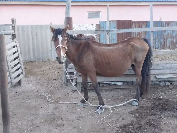 فرس, Kazakh horse — كازاخستان