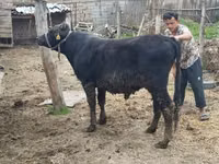 公牛, Aberdeen-Angus — 照片 3