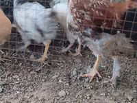 Chickens — Foto 2