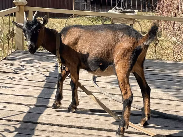Ziege, Alpine goat