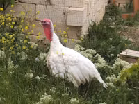 Turkeys — 照片 1