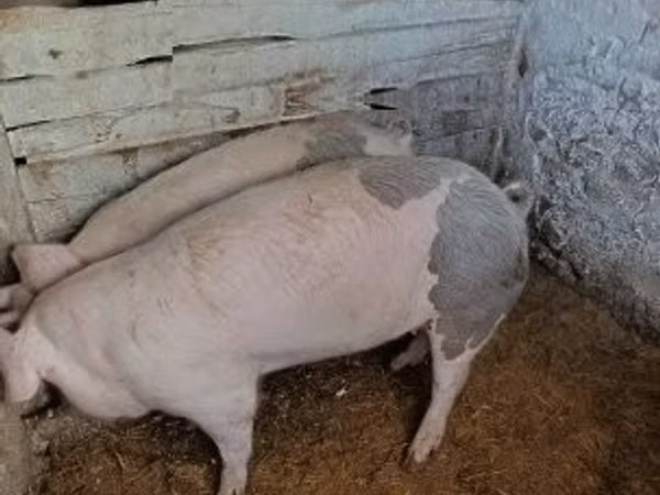 Säue, Schweine