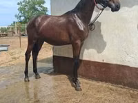 Hengst, Nonius horse — Foto 3